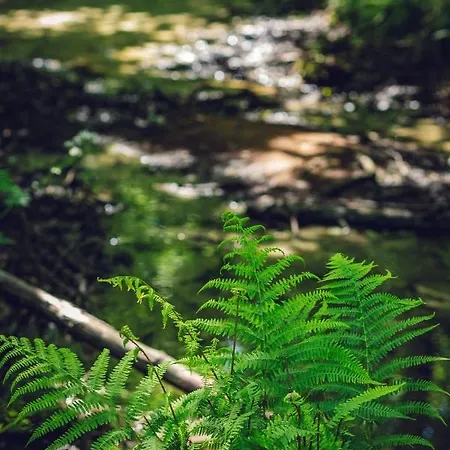 Seausasino - Luksusowe Drewniane Z Kominkami Nyaraló *