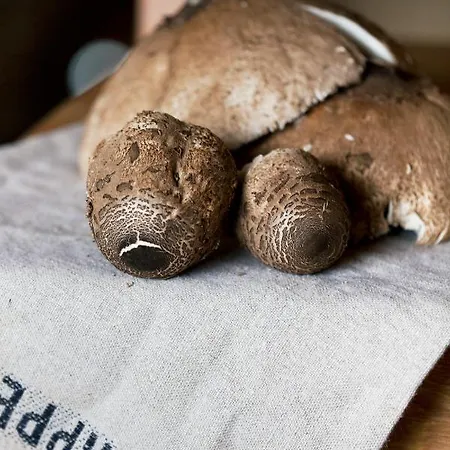 Seausasino - Luksusowe Drewniane Z Kominkami * Sasino