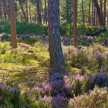 Feriehus Seausasino - Luksusowe Drewniane Z Kominkami *