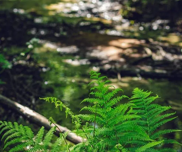 Seausasino - Luksusowe Drewniane Z Kominkami Ferienhaus *