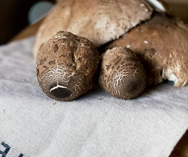 Seausasino - Luksusowe Drewniane Z Kominkami * Sasino