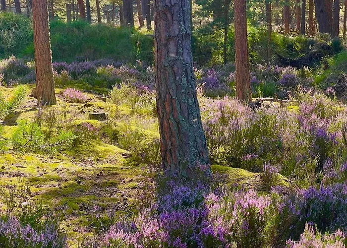 Ferienhaus Seausasino - Luksusowe Drewniane Z Kominkami *
